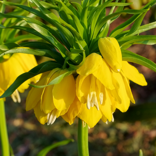 Fritillaria / Keizerskroon Lutea 5 stuks