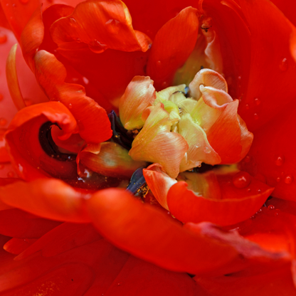 20x Tulpenbollen Bombastic Red – Rode Pioentulp