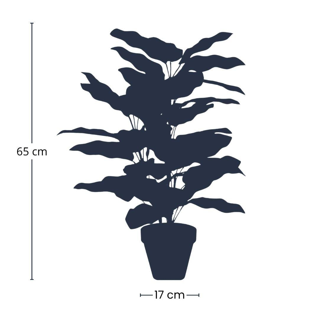 Calathea in pot | ↕65 cm - Kunstplant