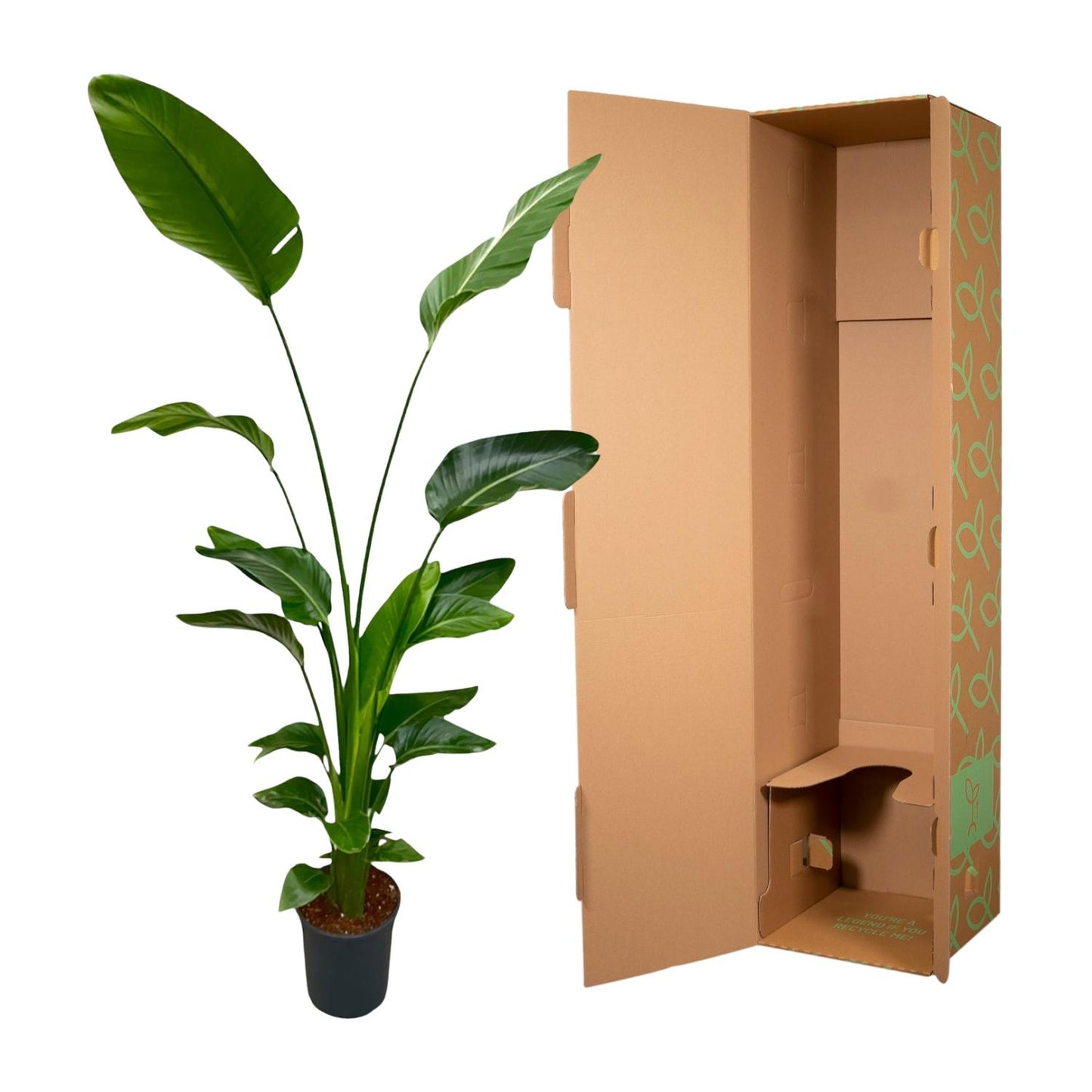 Strelitzia Nicolai | ↕170 cm - Ø24cm