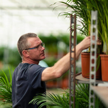2x Yucca - 90cm hoog - 17cm doorsnede