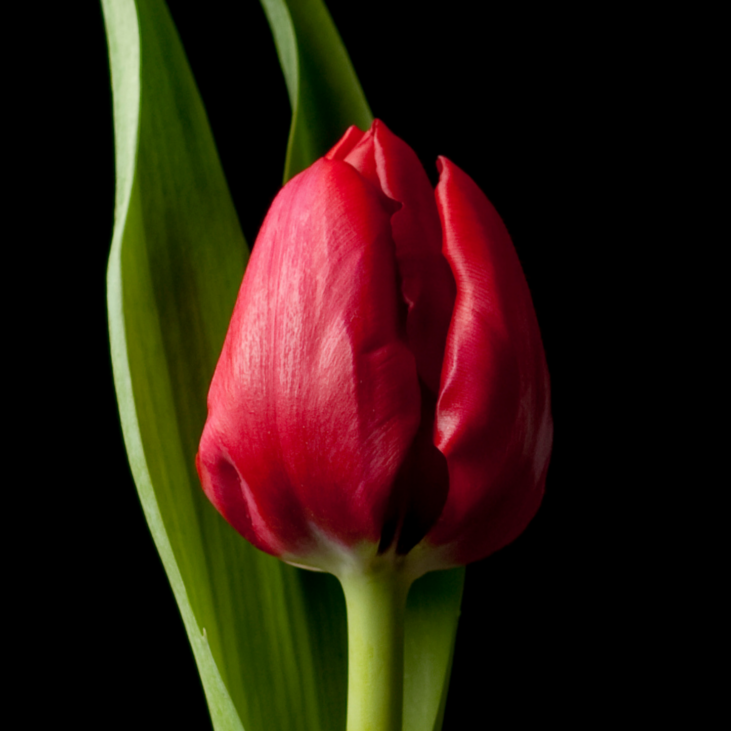 20x Tulpenbollen Ile de France – Dieprode Tulp
