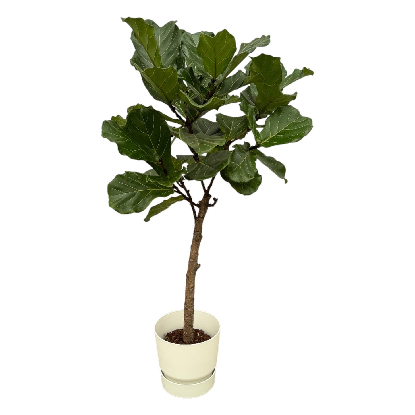 Ficus Lyrata stam + Elho Greenville Round wit | ↕160 cm - Ø30