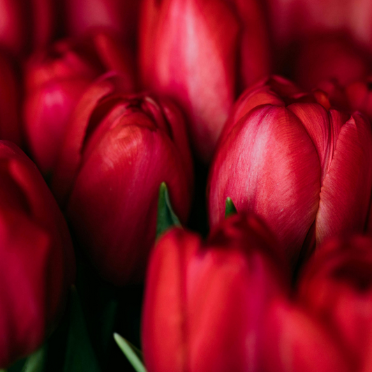 20x Tulpenbollen Ile de France – Dieprode Tulp