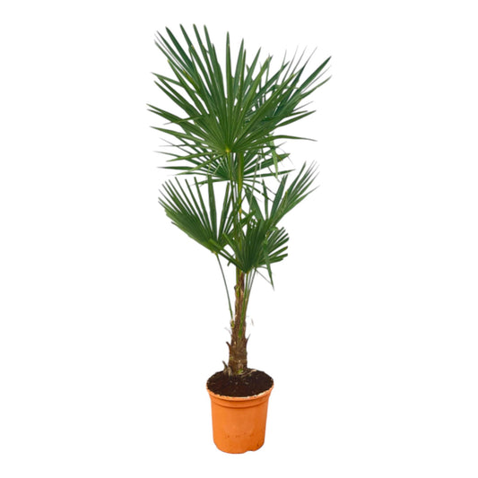 Trachycarpus Fortuneii | ↕120-160cm - Ø27cm