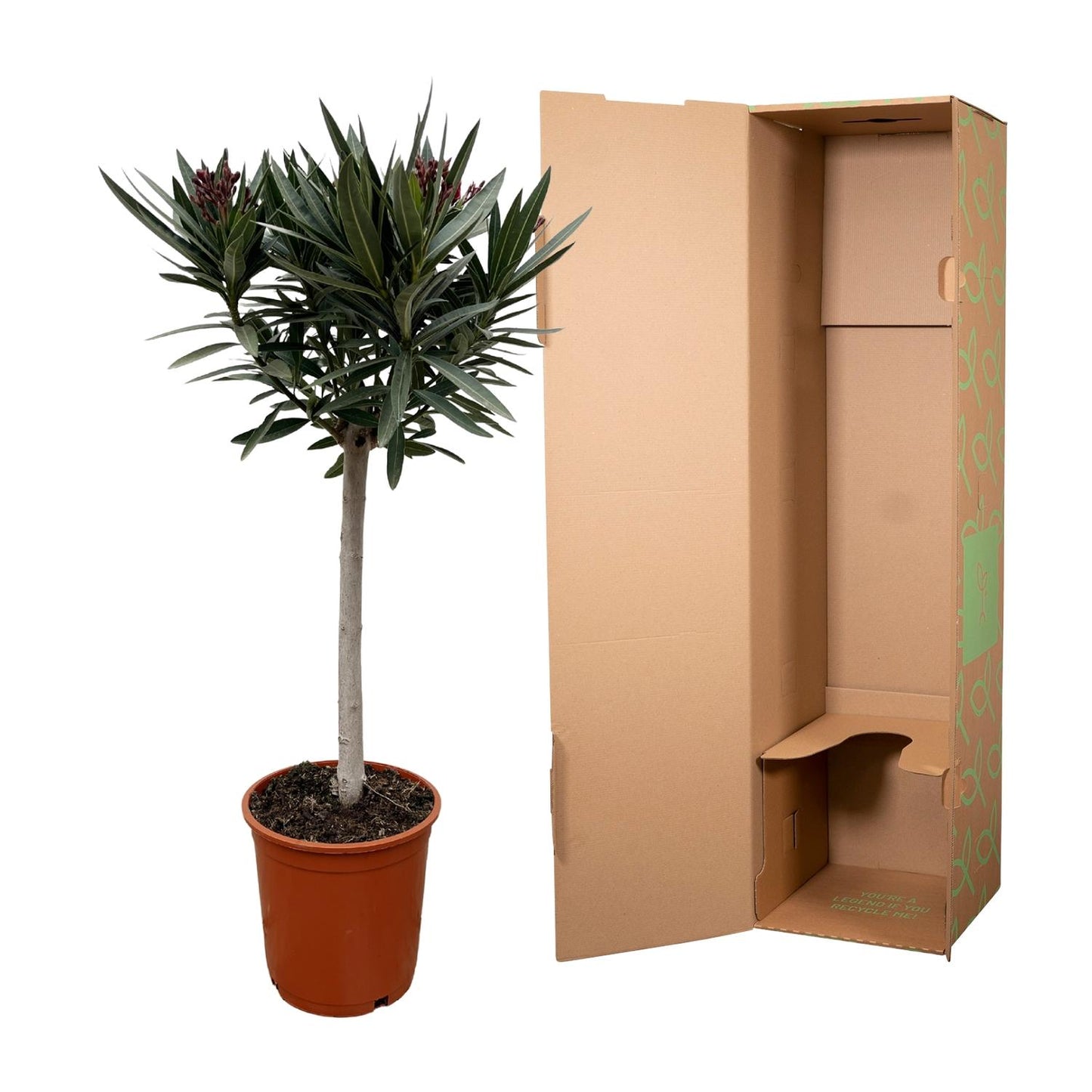 Nerium Oleander op stam met roze bloem | ↕90cm - Ø22cm
