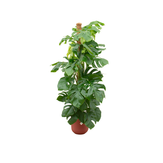 Combi deal - Monstera Pertusum XL + Elho Jazz Round rood | Ø26 cm - ↕150 cm