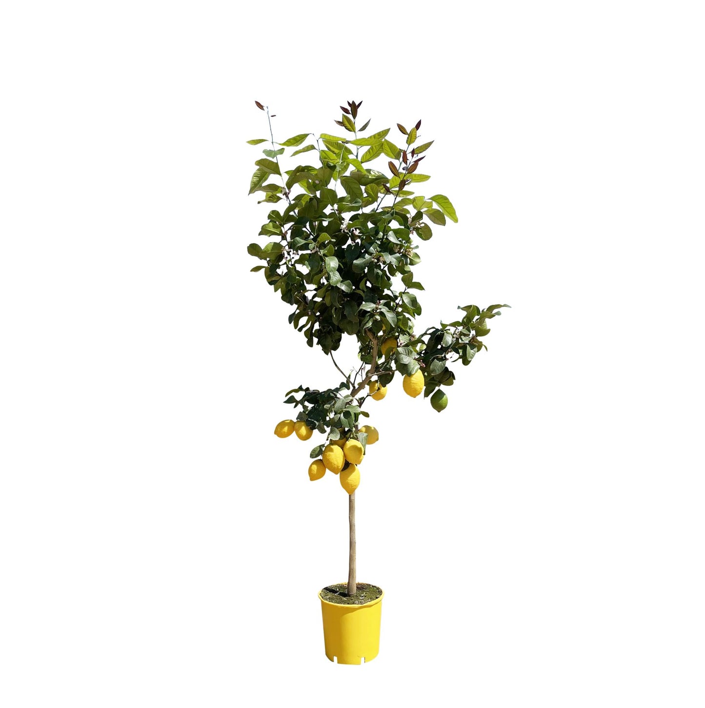 Citroenboom | ↕150 cm - Ø24cm