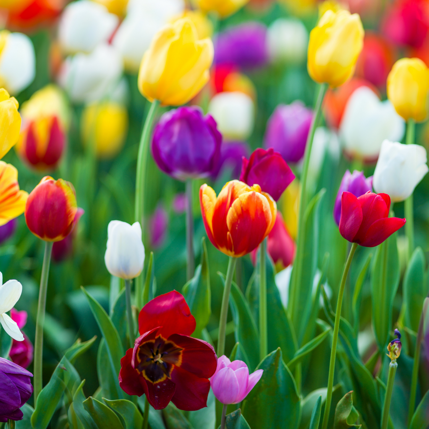 20x Tulpenbollen Mix – Kleurrijke Tulpenmix
