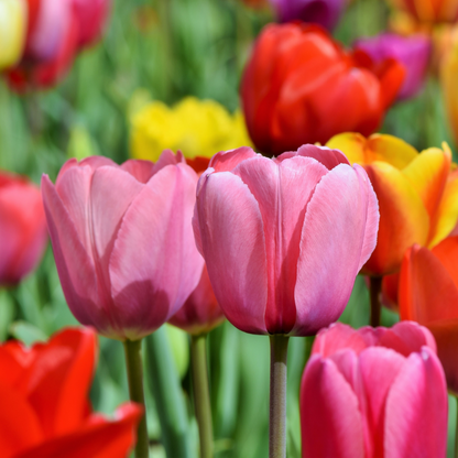 20x Tulpenbollen Mix – Kleurrijke Tulpenmix