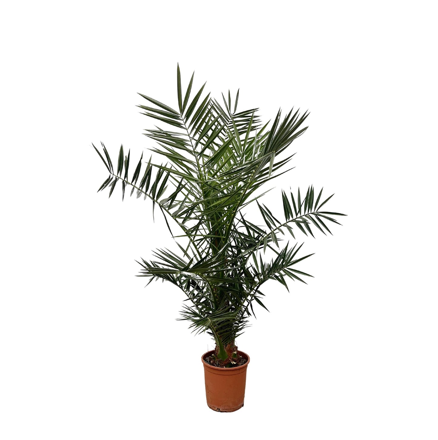 Phoenix Canariensis - 140cm hoog- 21cm doorsnede