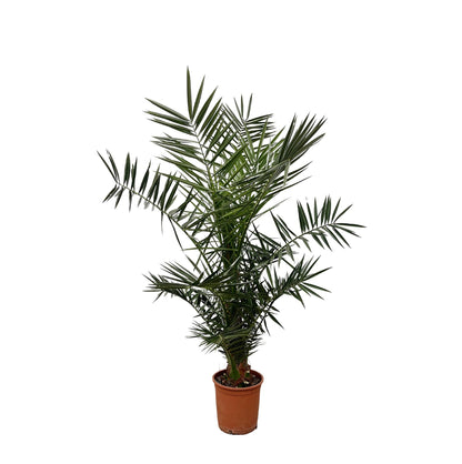 Phoenix Canariensis - 140cm hoog- 21cm doorsnede