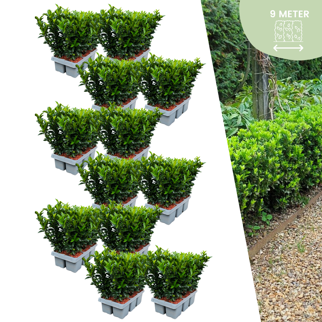72 x Euonymus Green Spire | Ø7 cm - ↕15 cm