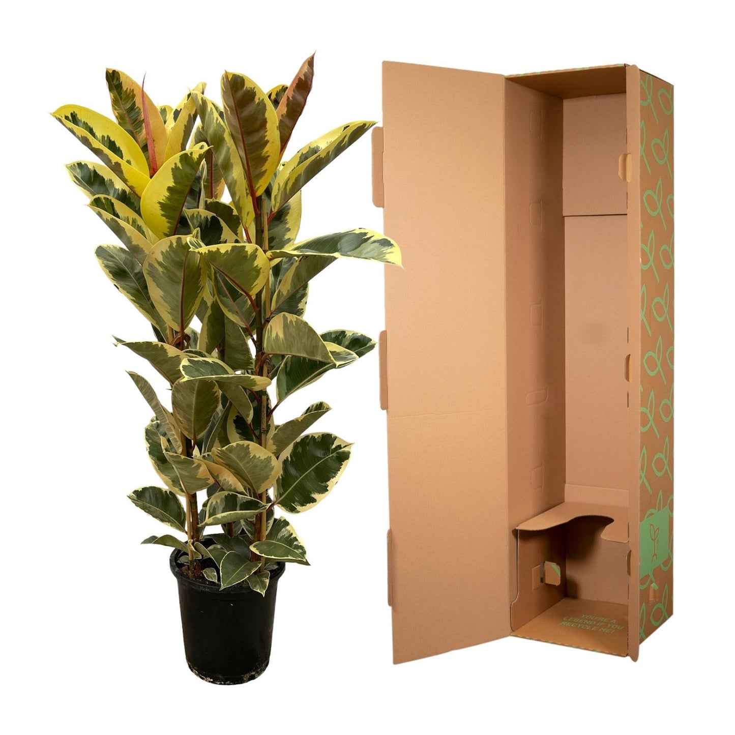 Ficus Elastica Tineke struik | ↕160 cm - Ø28cm