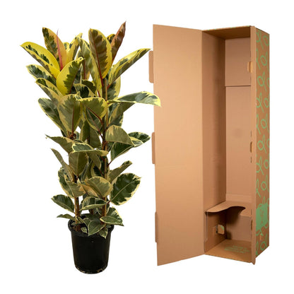 Ficus Elastica Tineke struik | ↕160 cm - Ø28cm