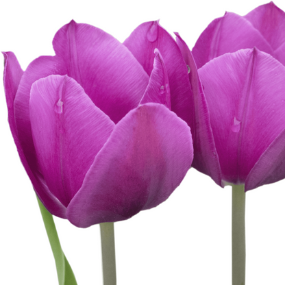 20x Tulpenbollen Purple Prince – Paars-Violet Tulp