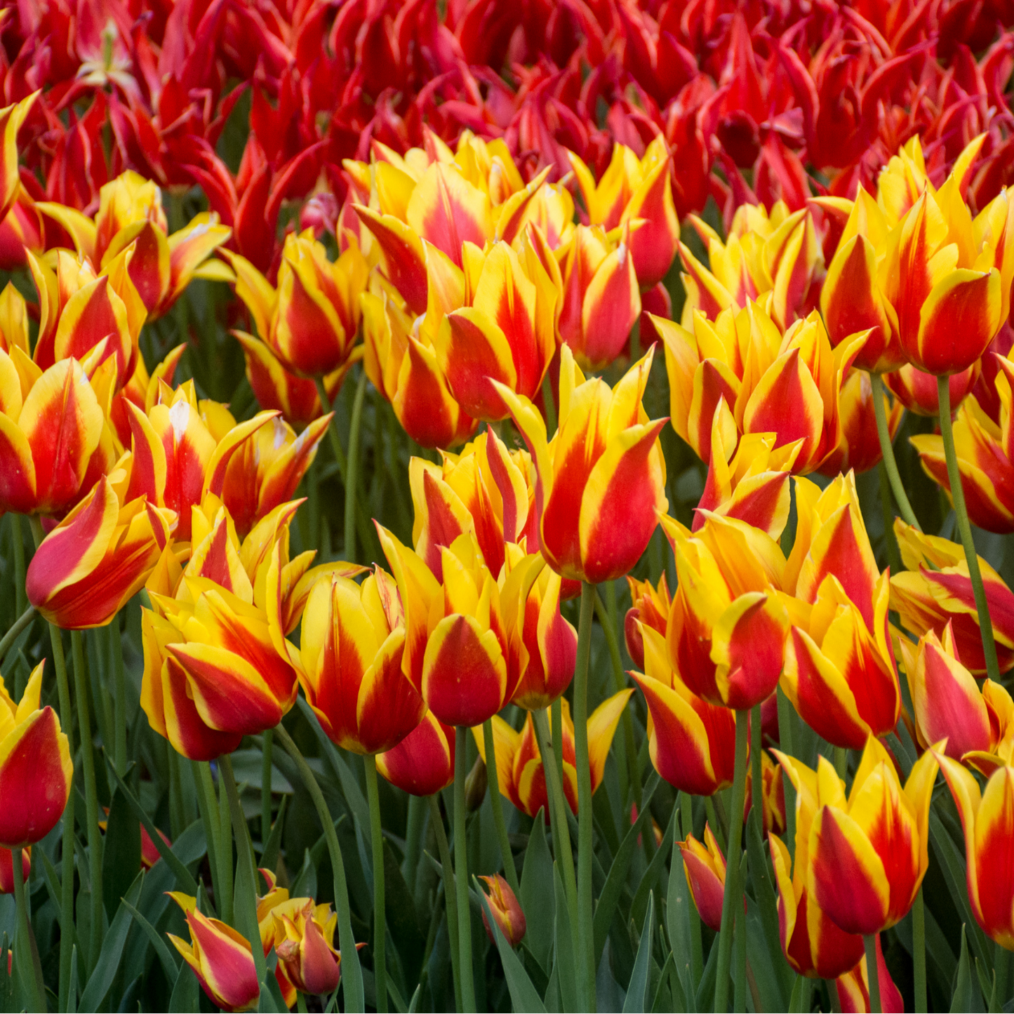 20x Tulpenbollen Fire Wings – Rood-Geel Gevlamde Tulp