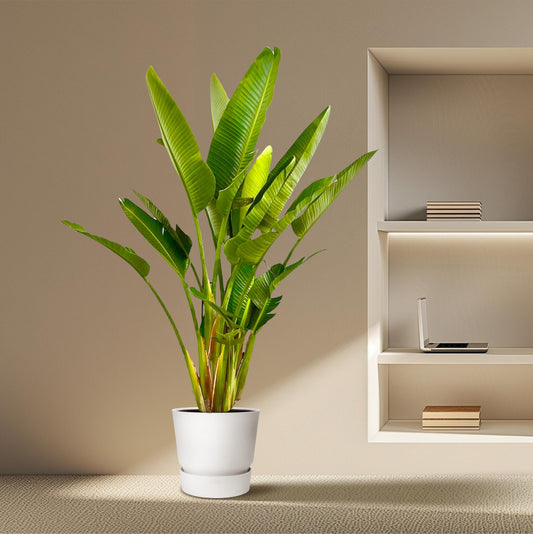 Strelitzia Augusta multi stam XXL | ↕225 cm - Ø40cm