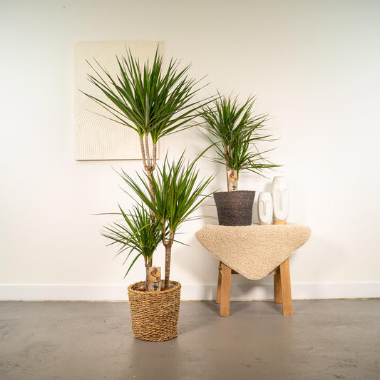 Dracaena - 120cm hoog - 21cm doorsnede + Dracaena - 70cm hoog - 17cm doorsnede