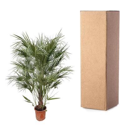 Chamaerops Humilis struik | ↕170cm - Ø30cm
