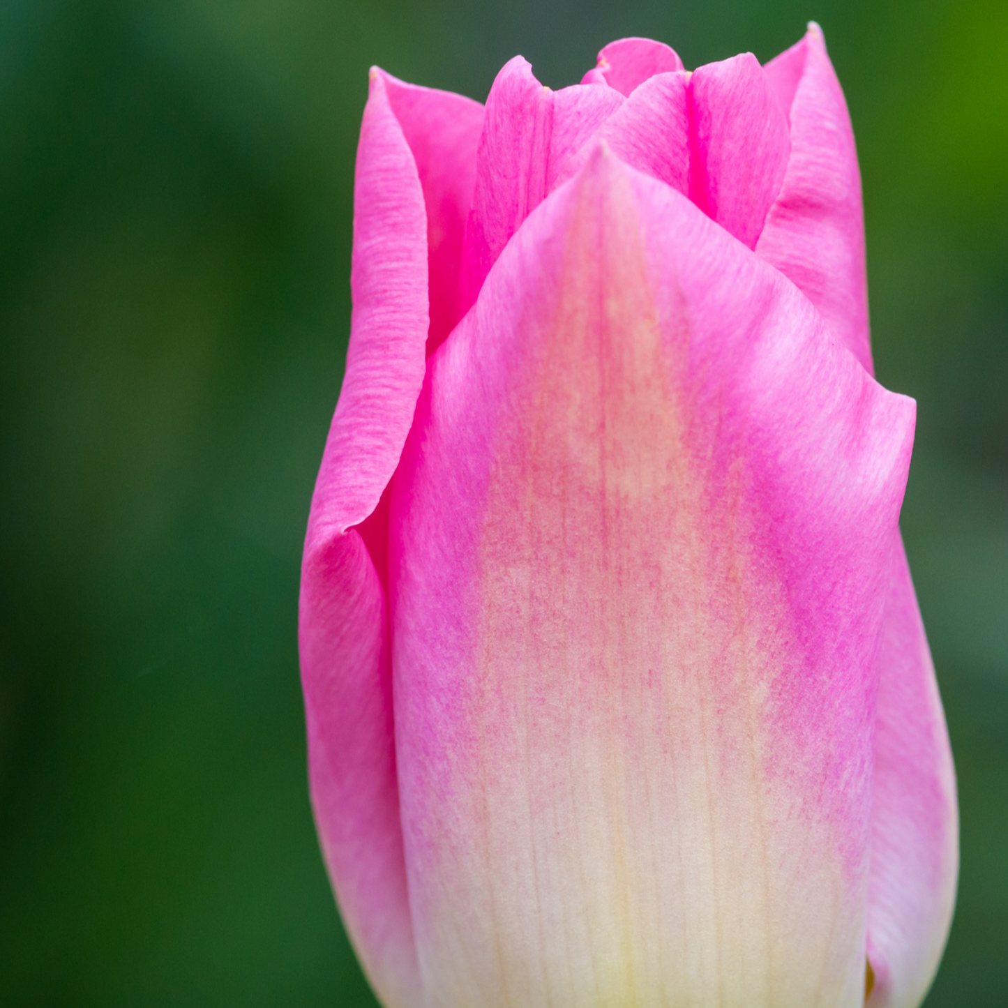 20x Tulpenbollen Dynasty – Roze Tulp