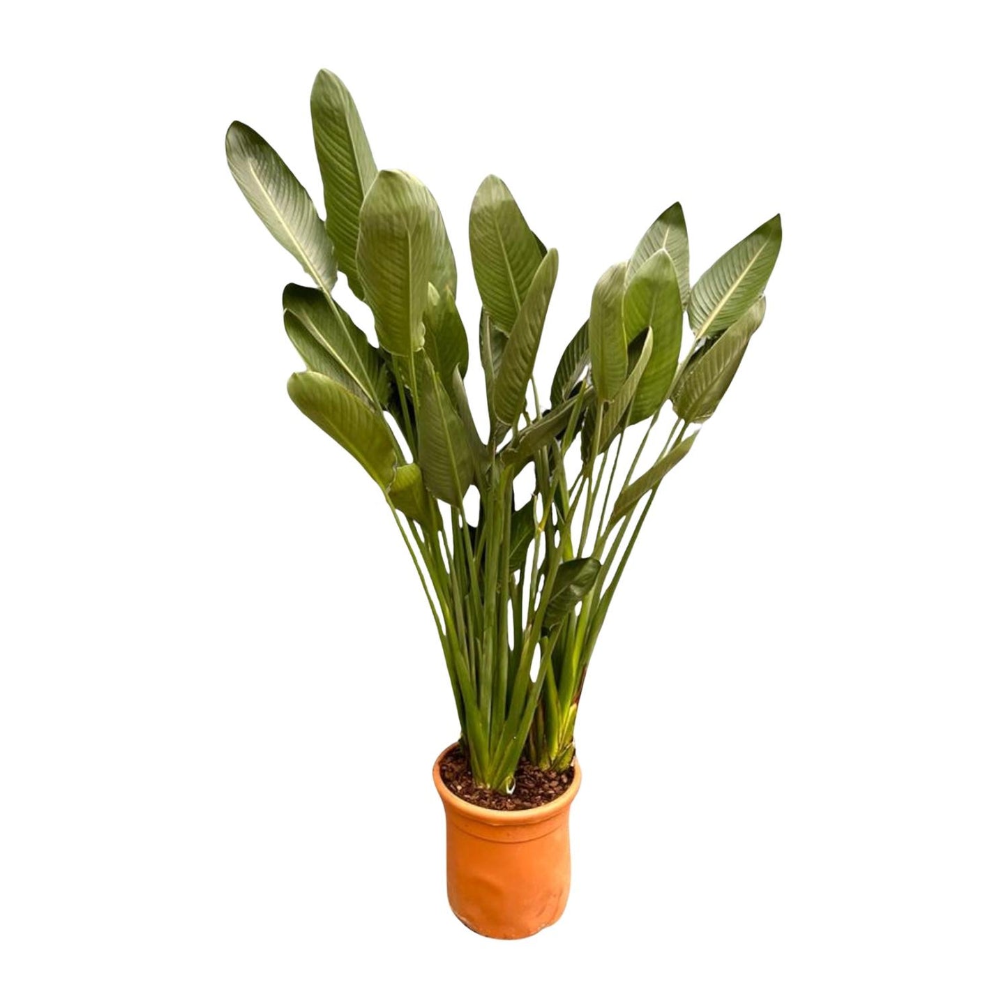Strelitzia Reginae XXL | ↕200cm - Ø50cm