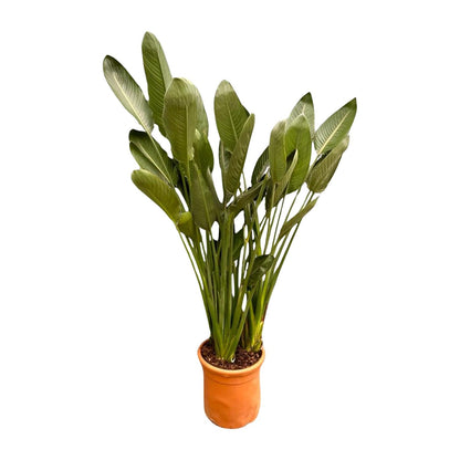 Strelitzia Reginae XXL | ↕200cm - Ø50cm