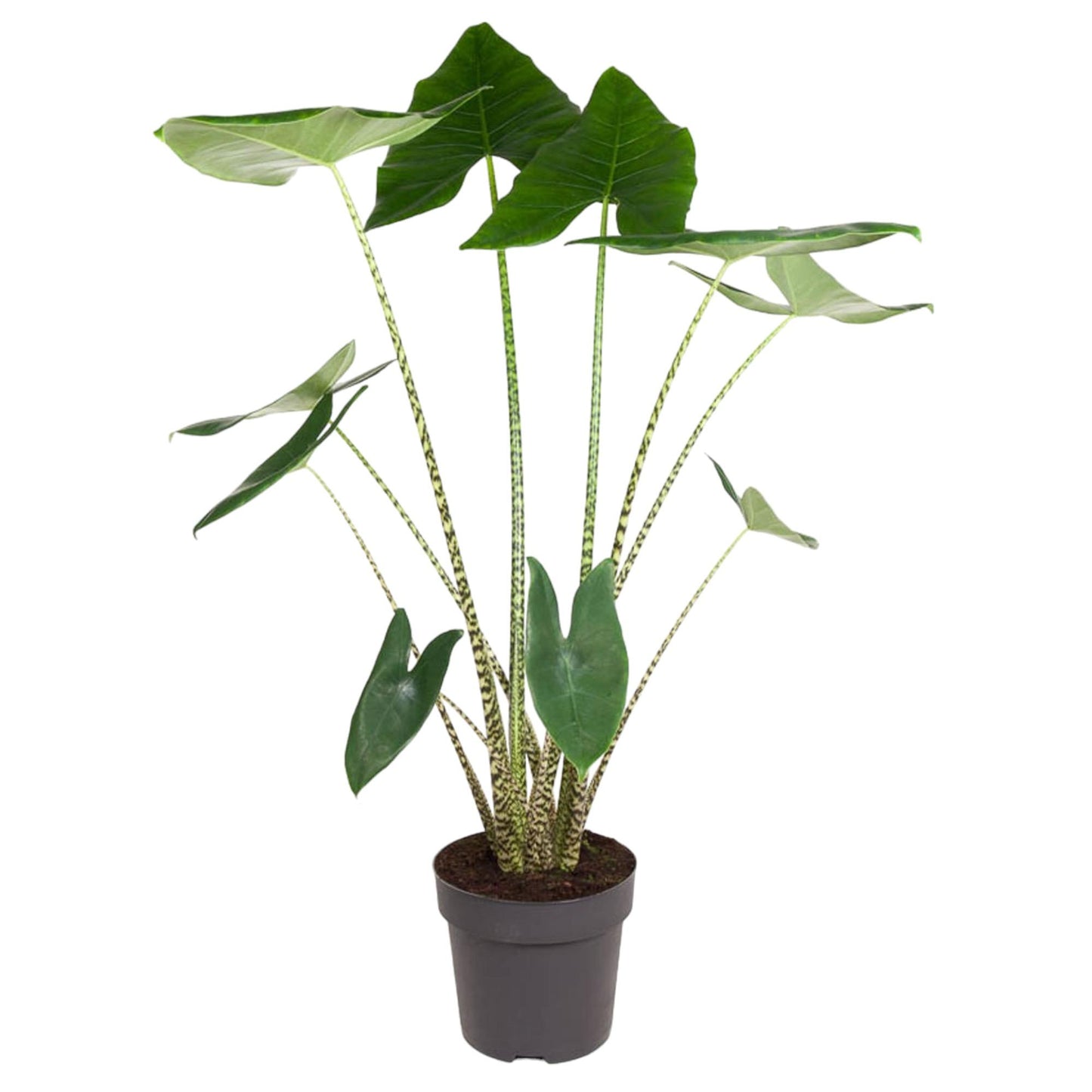Alocasia Zebrina - 130 cm hoog - 32cm doorsnede