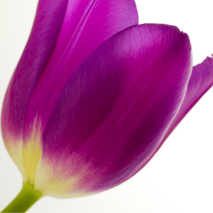 20x Tulpenbollen Purple Prince – Paars-Violet Tulp