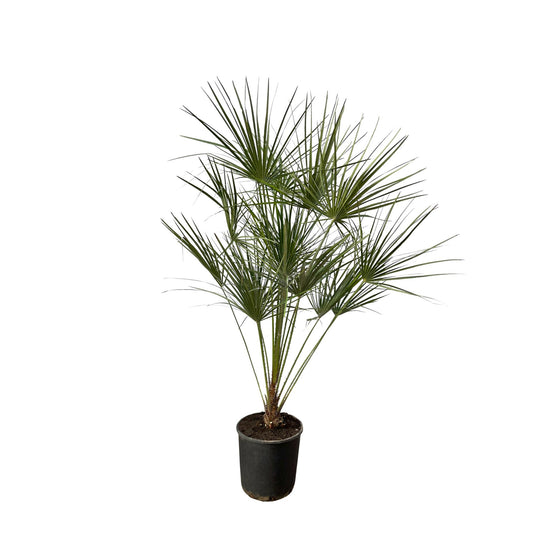 Chamaerops Humilis op stam | ↕160 cm - Ø24cm