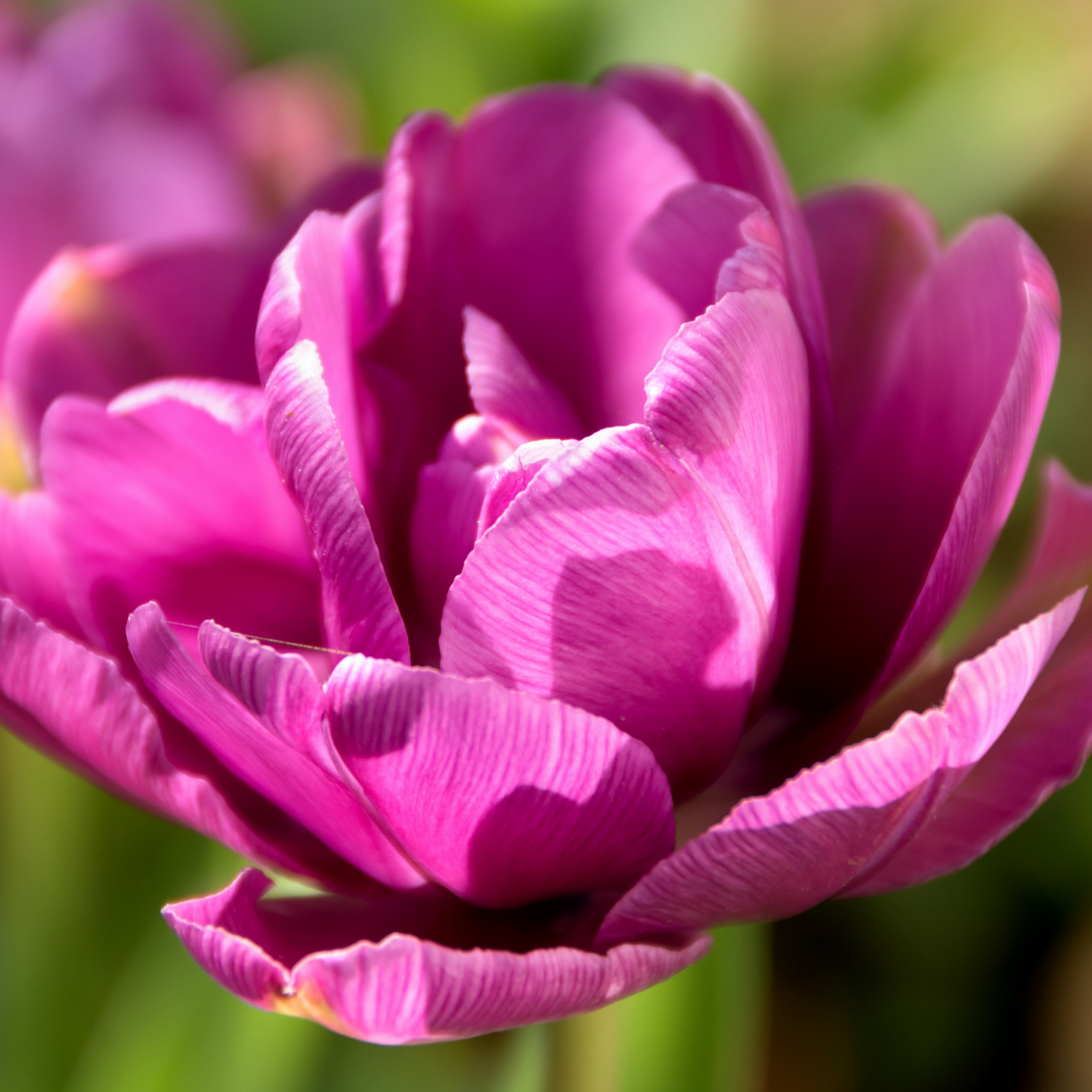 20x Tulpenbollen Double Flag – Paarse Dubbelbloemige Tulp