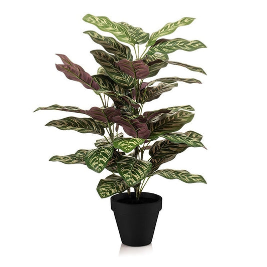 Calathea in pot | ↕65 cm - Kunstplant
