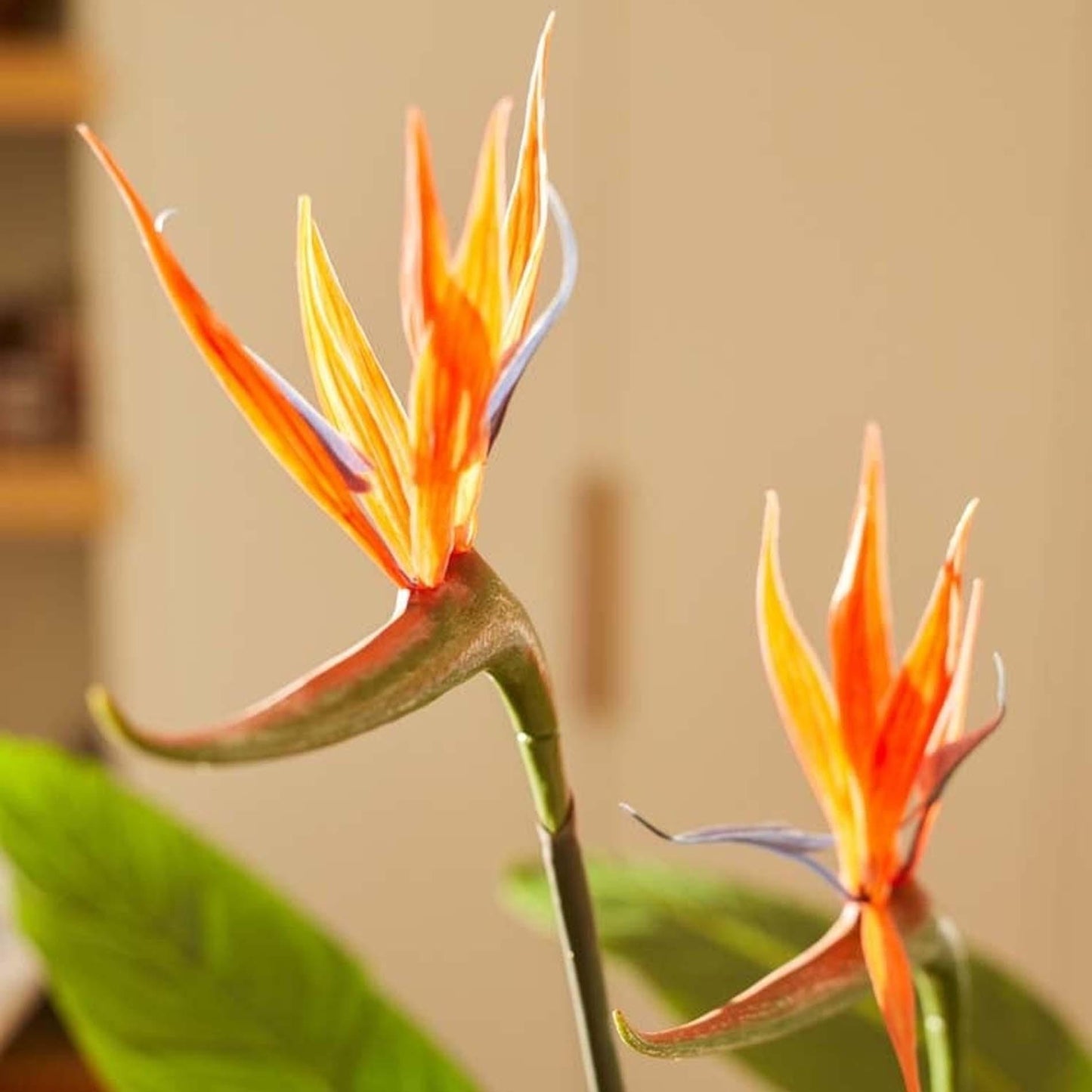 Strelitzia met bloemen | ↕120cm - In zwarte pot - Kunstplant
