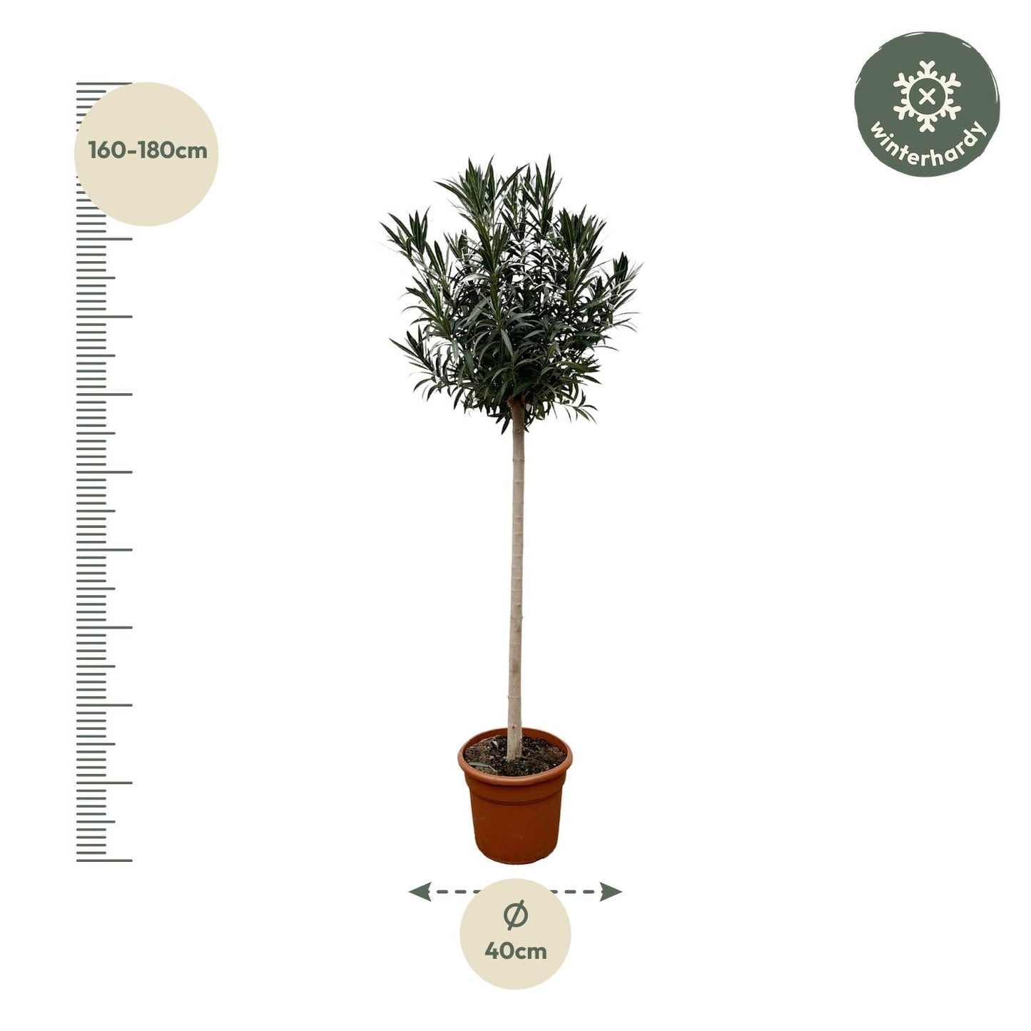 Nerium Oleander op stam met rode bloem - 170cm hoog- 40cm doorsnede