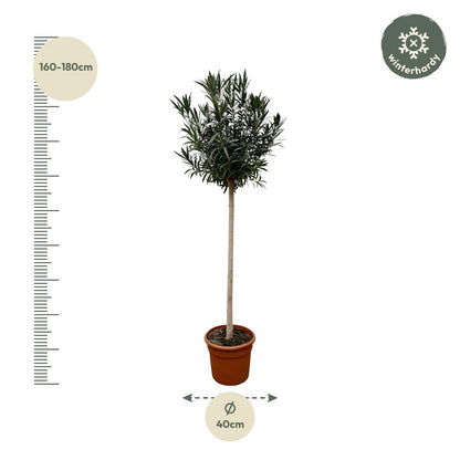 Nerium Oleander op stam met rode bloem - 170cm hoog- 40cm doorsnede