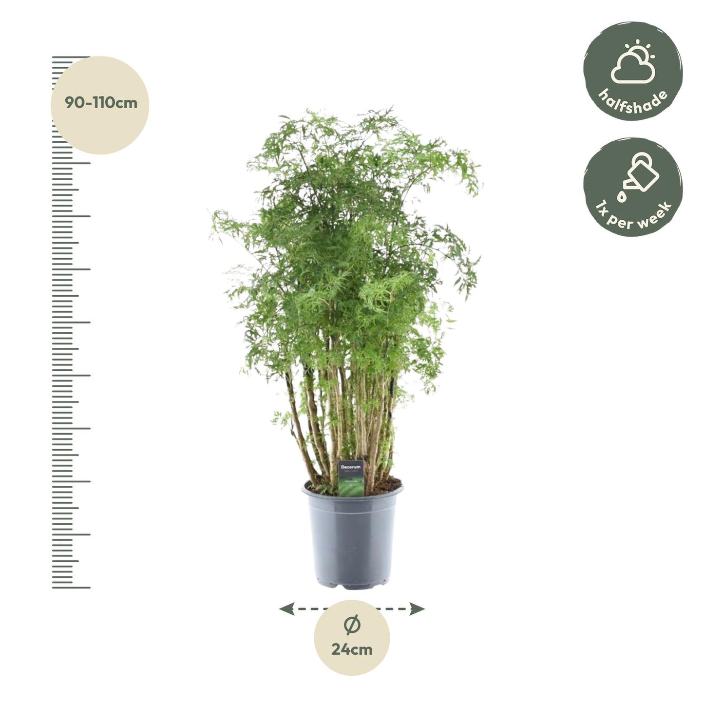 Polyscias Hawaiiana Ming | ↕100 cm - Ø24cm