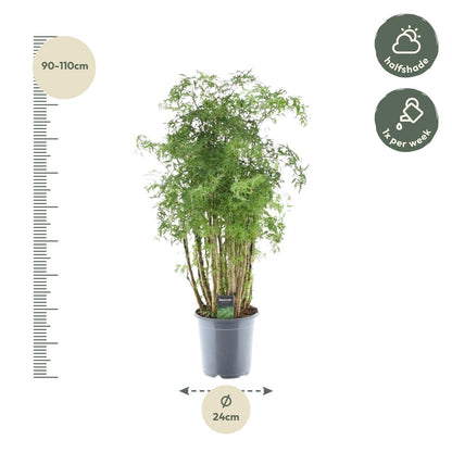 Polyscias Hawaiiana Ming | ↕100 cm - Ø24cm