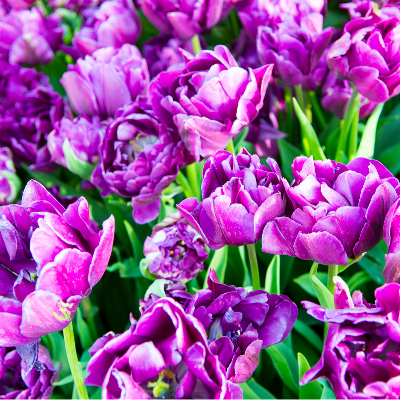 20x Tulpenbollen Double Flag – Paarse Dubbelbloemige Tulp