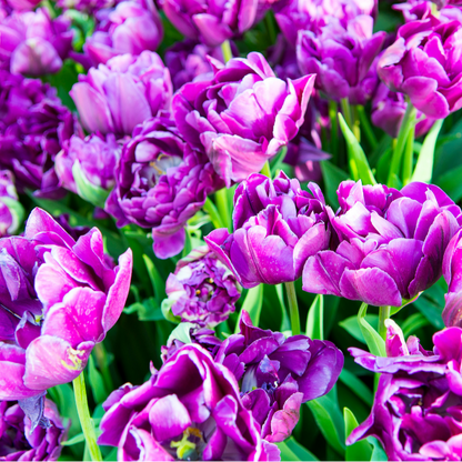 20x Tulpenbollen Double Flag – Paarse Dubbelbloemige Tulp