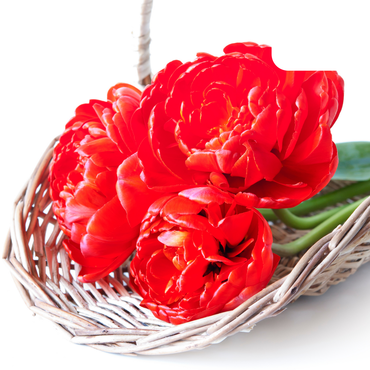 20x Tulpenbollen Bombastic Red – Rode Pioentulp
