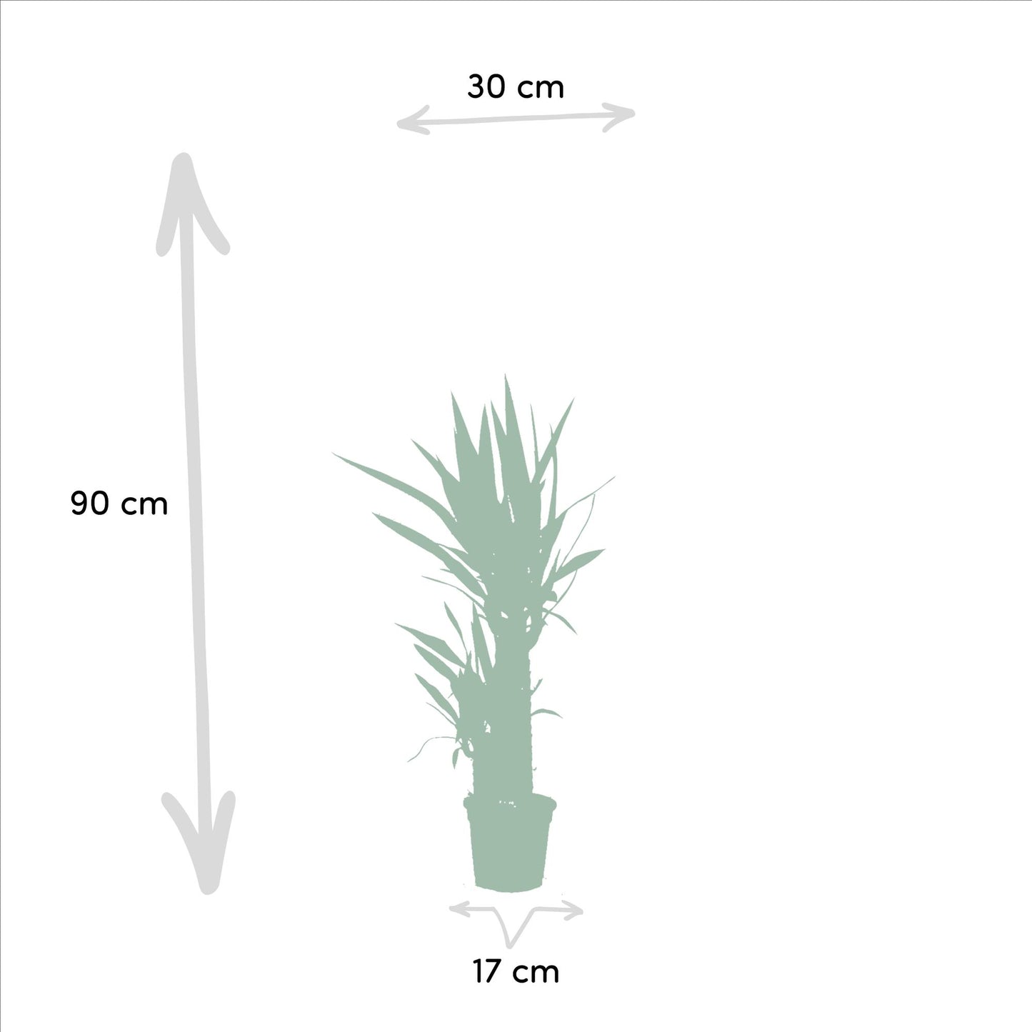 2x Yucca - 90cm hoog - 17cm doorsnede