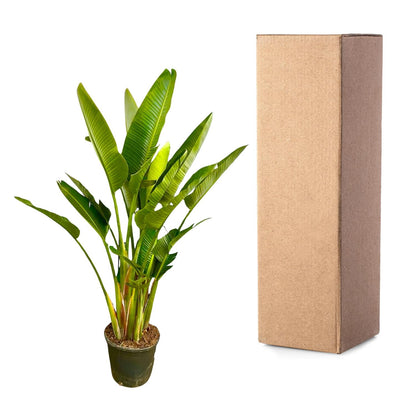 Strelitzia Augusta multi stam XXL | ↕225 cm - Ø40cm