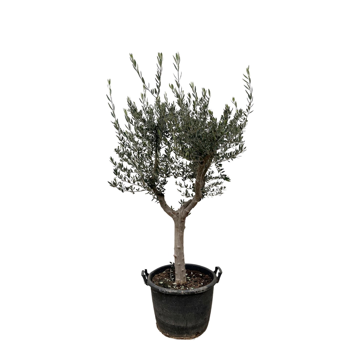 Olea Europaea Cultivo | ↕230cm - Ø45cm