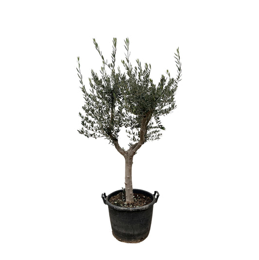 Olea Europaea Cultivo | ↕230cm - Ø45cm