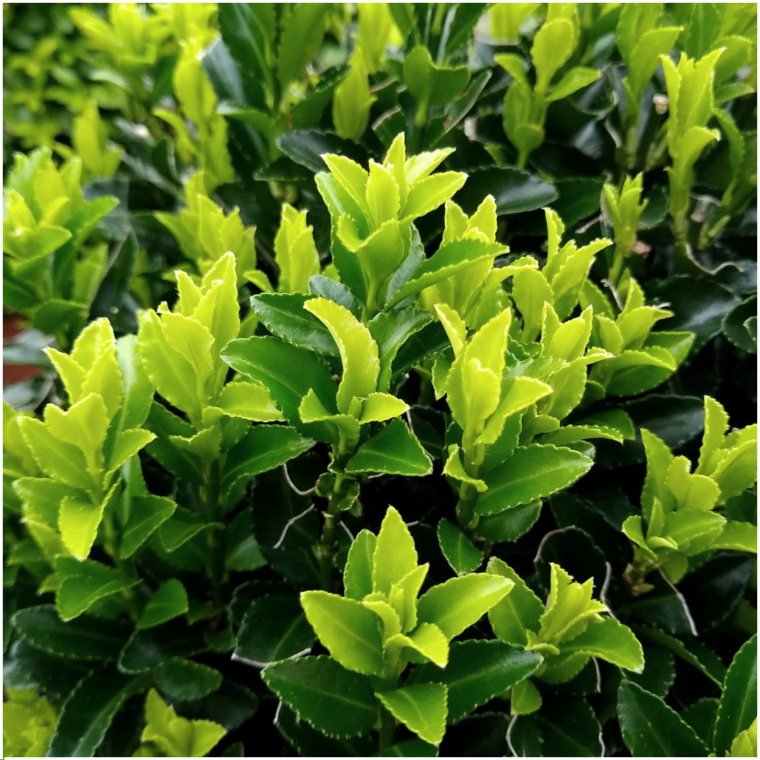 Euonymus Green Spire | Ø7 cm - ↕15 cm