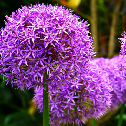4x Allium Mix bollen