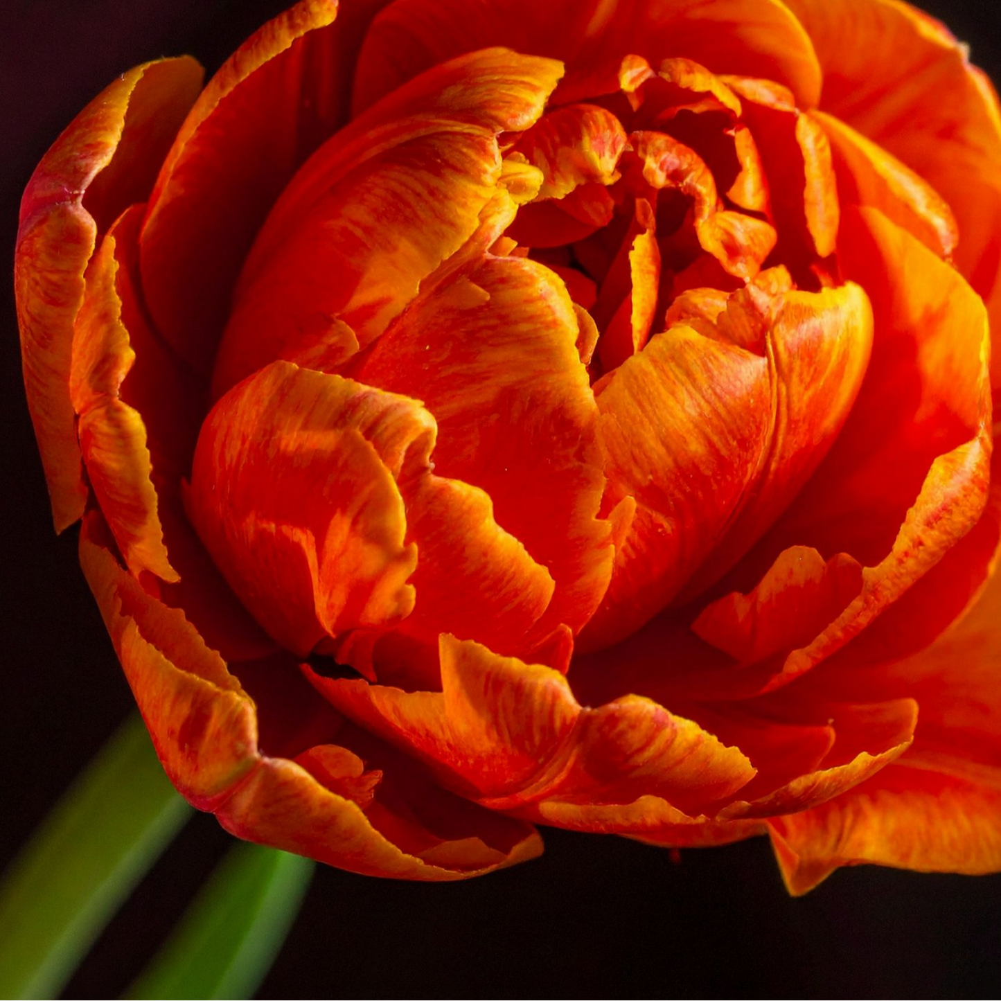 20x Tulpenbollen Icoon – Oranje Dubbelbloemige Tulp