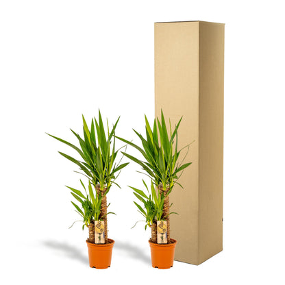 2x Yucca - 90cm hoog - 17cm doorsnede
