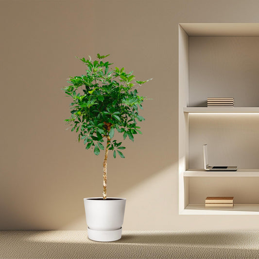 Schefflera op stam - 170cm hoog - 30cm doorsnede