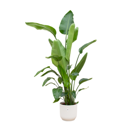 Strelitzia Nicolai + Elho Vibes Fold Round wit | Ø30 - ↕170 cm